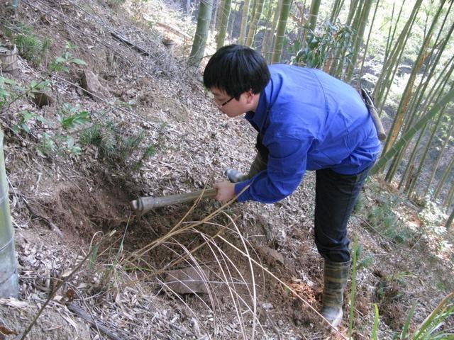 最新挖毛笋技术与实践